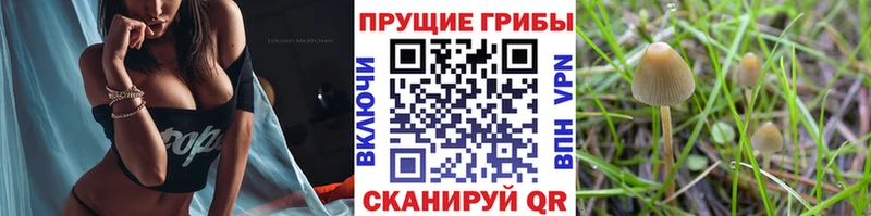 Псилоцибиновые грибы прущие грибы  где купить наркоту  Сорск 